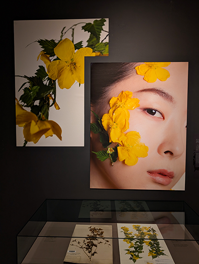 特別展示『植物顔 – 日本・フィリピンの草木花実写真』