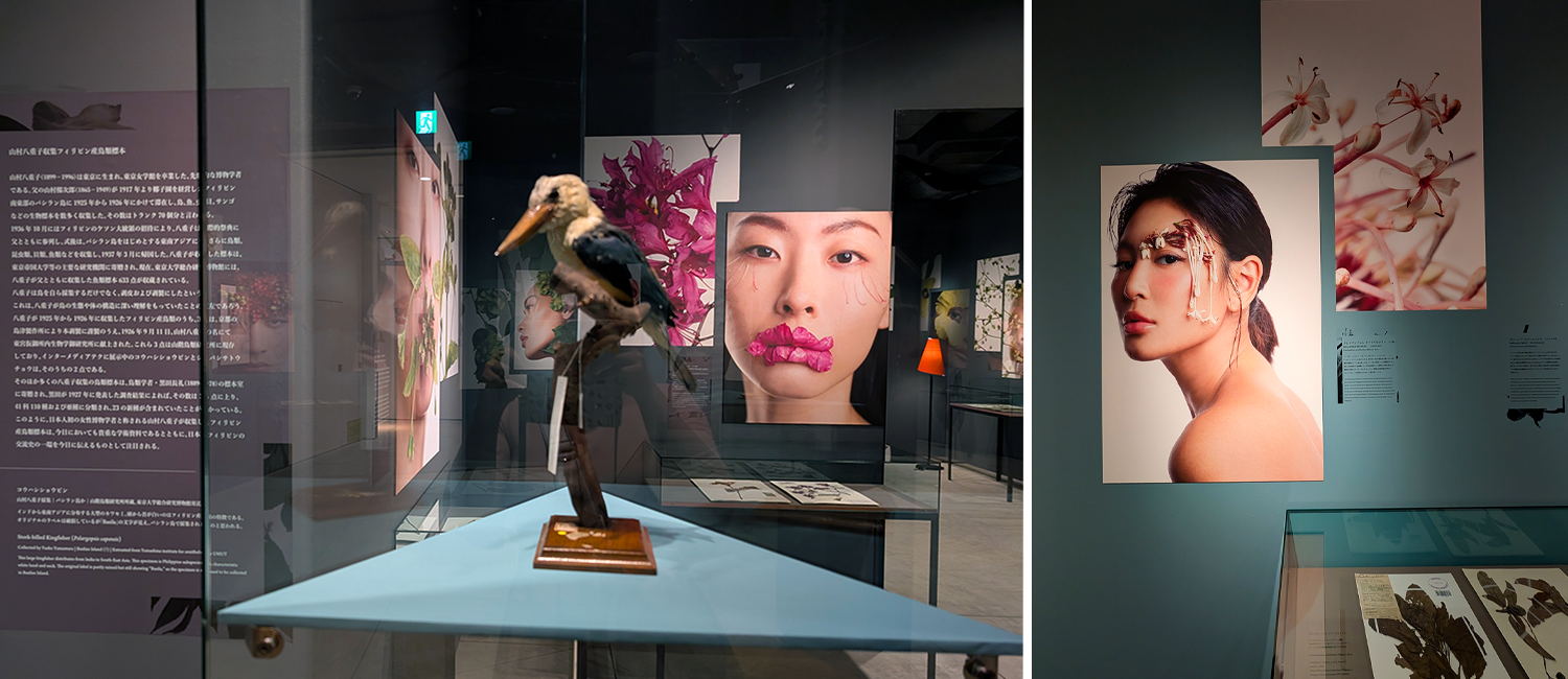 特別展示『植物顔 – 日本・フィリピンの草木花実写真』