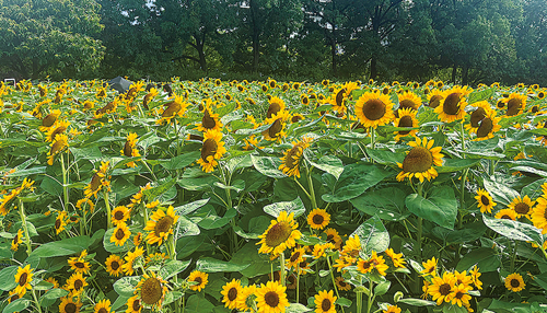 ひまわり畑の写真の外側について