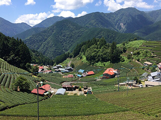 写真2. 静岡県梅ヶ島の高地茶栽培地域。