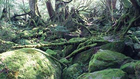 鹿児島県屋久島町