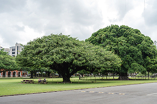 成功大学には1923年に当時皇太子だった昭和天皇が植樹を行ったガジュマルの木が大きく枝を広げている(撮影:菅野耕希氏)。