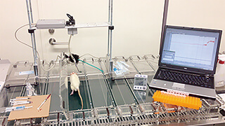 筆者による運動神経科学の動物実験の一コマ