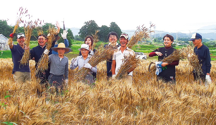 都城三股農福連携協議会の活動として行った小麦の収穫