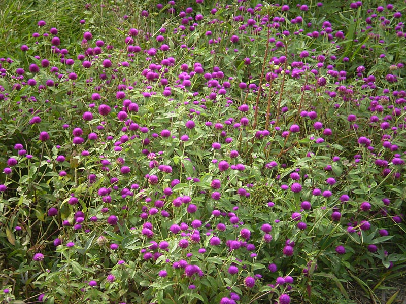 村人の家の庭園に咲く花