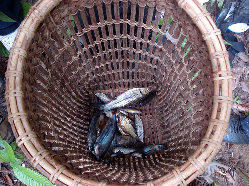道中出会った家族が川魚を捕っていた