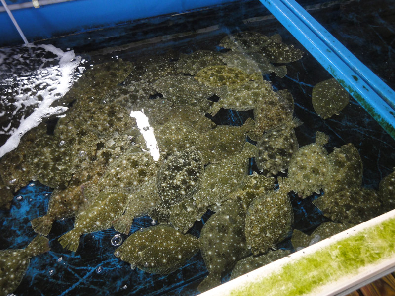 防府市の魚市場で見かけた生け簀