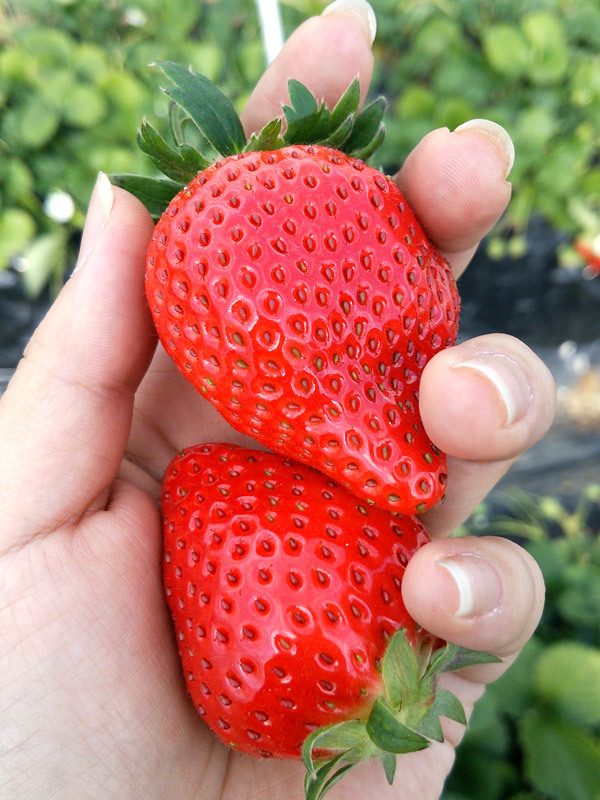 品種は主にとちおとめ。大きくて立派ないちごが採れる