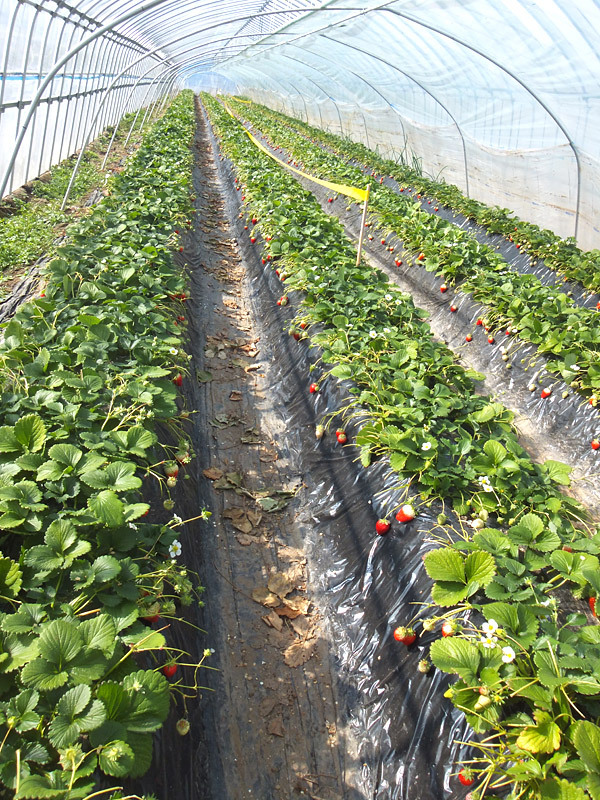 山元町の名産のひとつ、いちごの栽培がピークを迎えていた