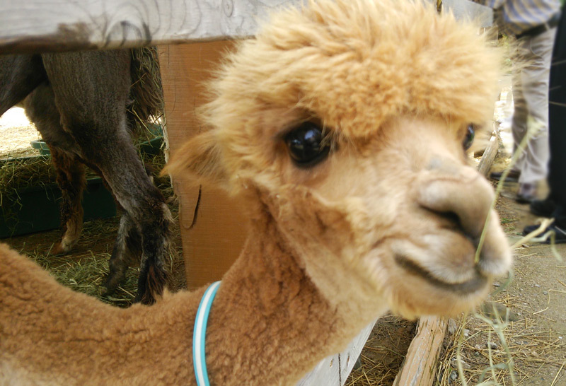 山古志のアルパカは、被災地の人たちを元気づけようと、アメリカのコロラド州から寄贈された。現在は頭数も増え、山古志の人気者となっている
