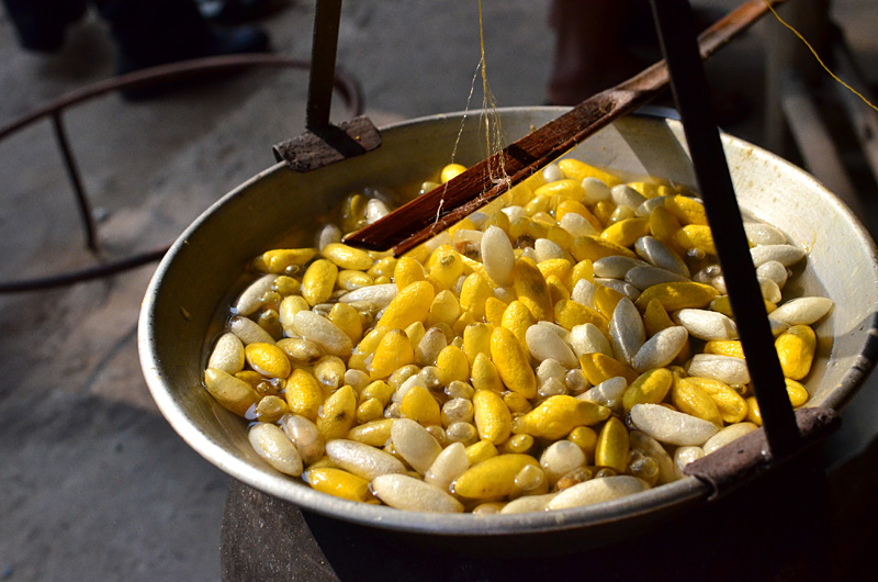 黄金のタイシルクをうむ蚕の繭