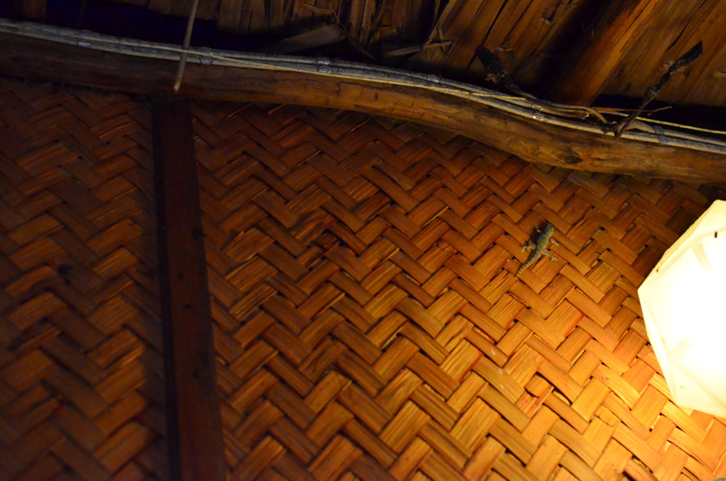 コテージの壁にトカゲが