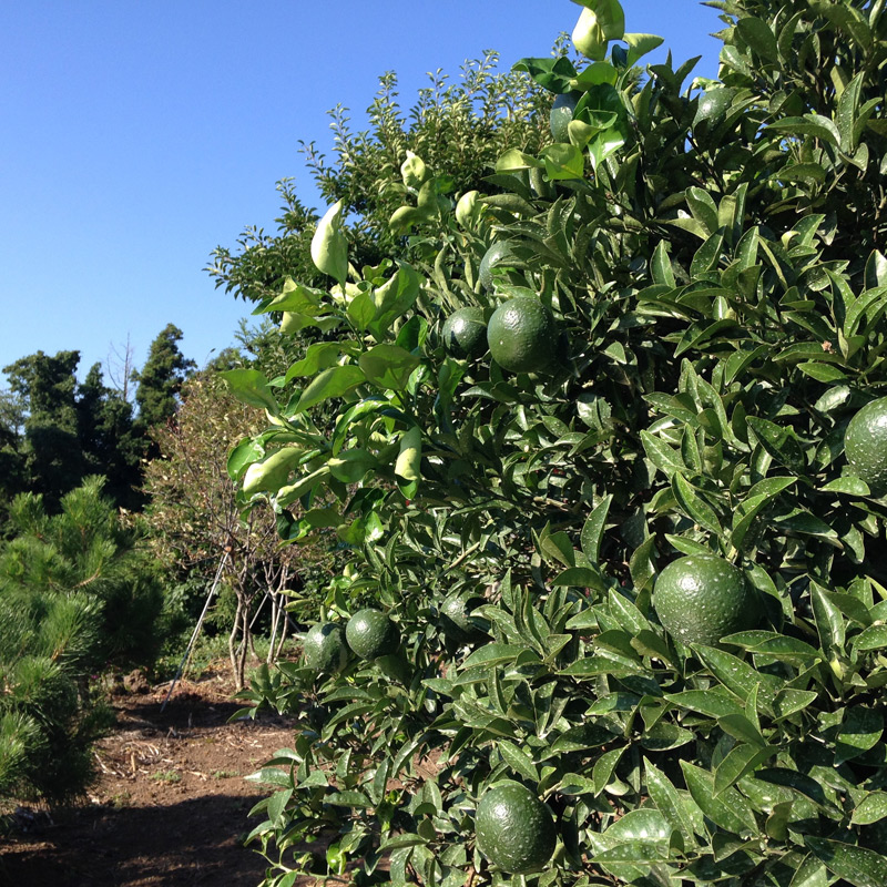 柑橘類の栽培がさかんな済州島では、島のあちこちにみかんの木が見られました