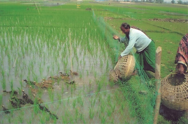合鴨農法。バングラデシュ。2009年度アジア隣人プログラム「合鴨農法を取り入れた住民参加手法を通してのバングラデシュの地域の生活改善」