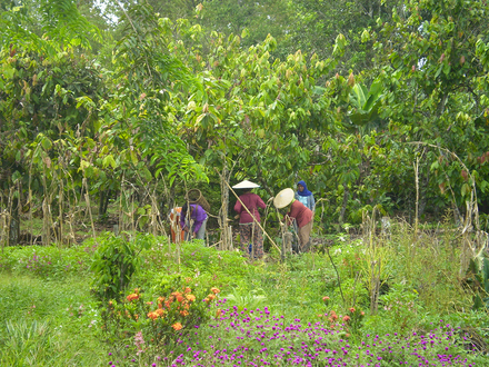 インドネシア共和国東カリマンタン州の村落。2010年度アジア隣人プログラム「インドネシア東カリマンタン州における、慣習林の村落林としての登録と運営を通じた住民による持続的な森林利用・管理のモデル・ケースづくり」 （2011年10月）