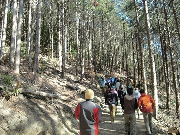 「道」がつき、陽の光が差し込む山。高知県四万十市。2013年度国内助成プログラム「全国の小規模林業活動の地域間連携と次世代型の中山間地域の暮らしづくり　―里山に次世代の森人（もりびと）を」