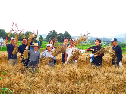 小麦の収穫。2019年度 国内助成プログラム「認知症改善プログラム「農福リハビリ」の確立と新たな農福連携事業モデルの創造」